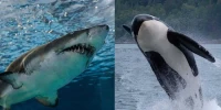 Orca: Unveiling Their Complex World, Astonishing Intelligence, and Dramatic Encounters